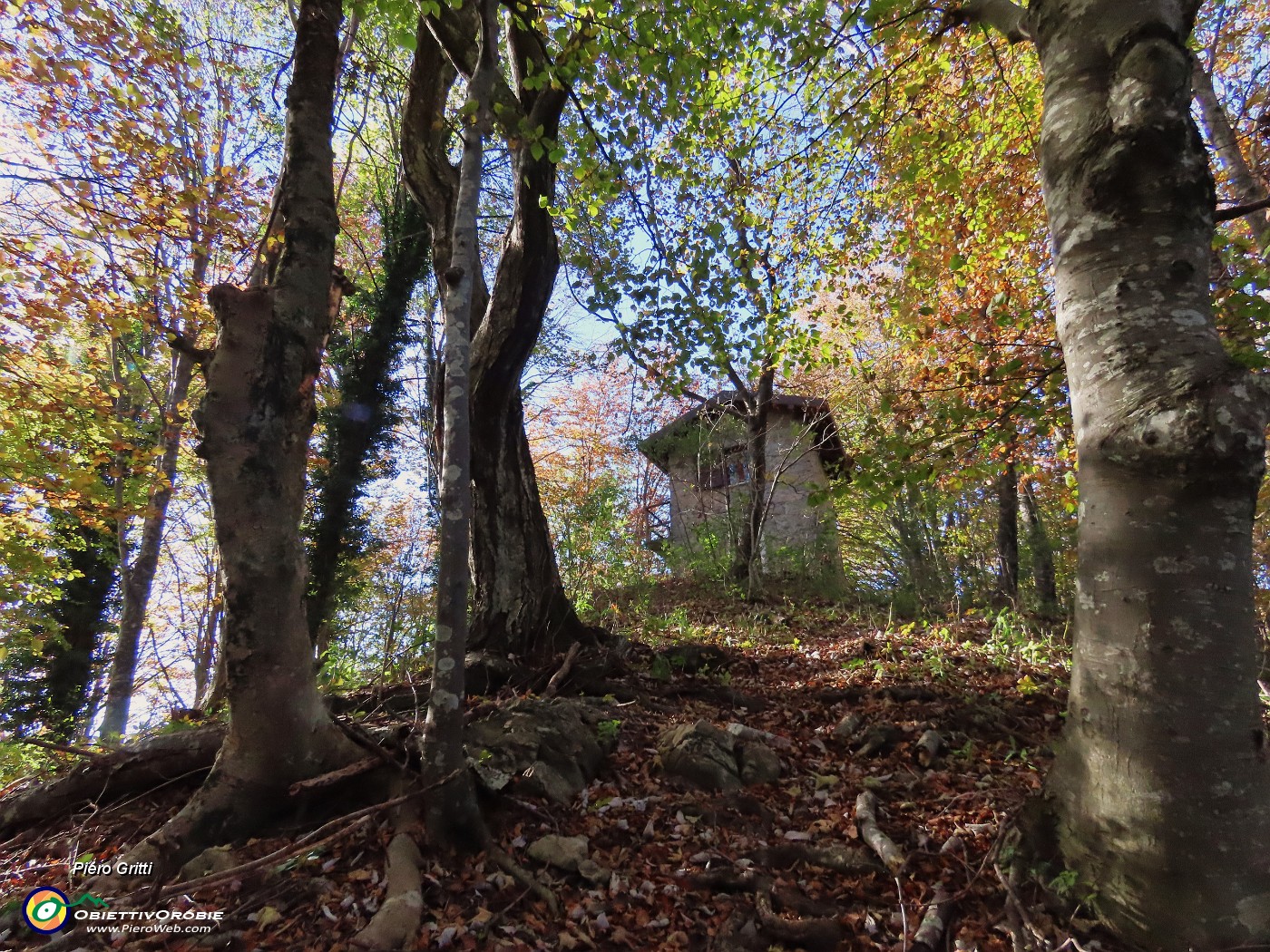 19 Nella splendida faggeta in smagliante  veste autunnale 'Ol roculi'.JPG